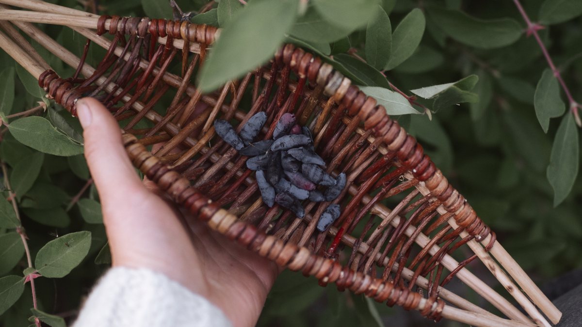 Hands cradling a woven willow berry basket holding dark berries, green leaves behind.