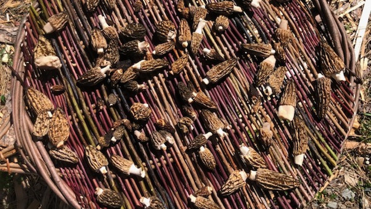 Morel mushrooms spread out to dry on a round woven willow tray.