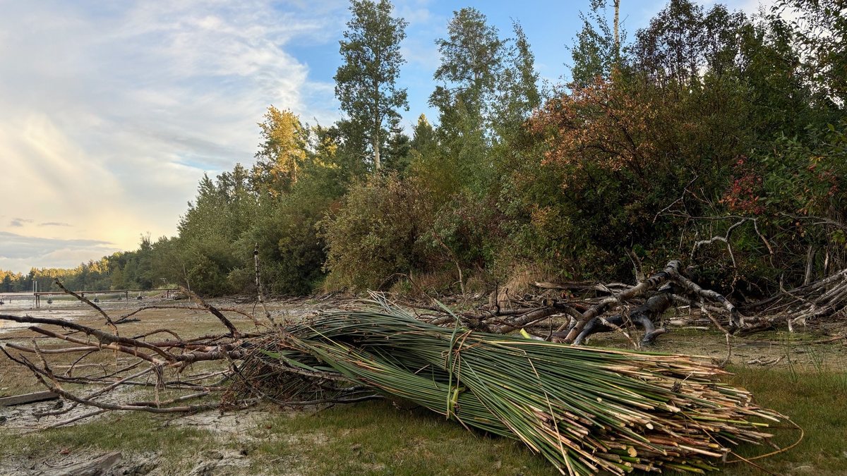 A freshly harvested bundle of green bulrush lying on a riverbank in autumn light.