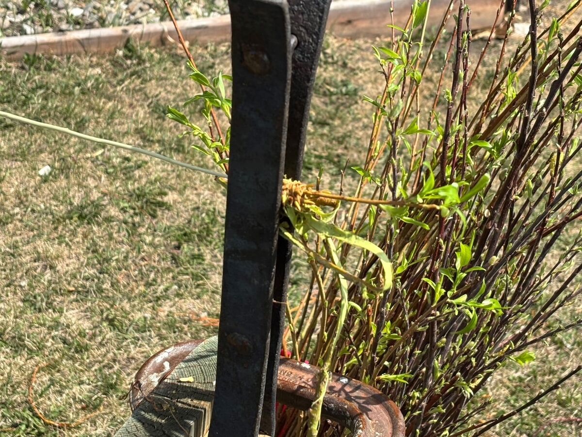A long strip of bark peeling cleanly away from the rod in one continuous piece.