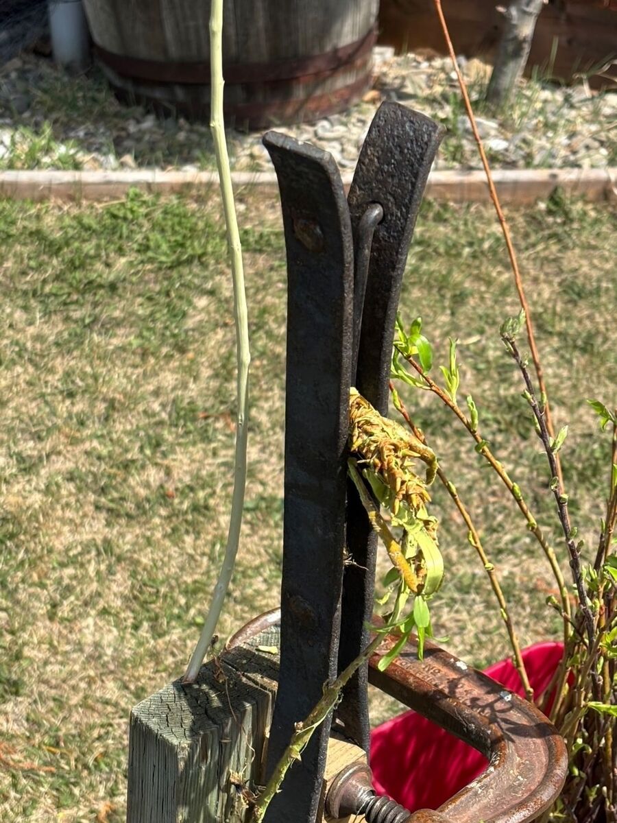 A close-up of the forked steel tool with a stripped rod resting in its jaws.