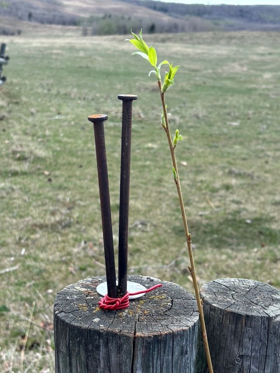 The homemade tool: two 8-inch nails driven into the top of a fence post, one set slightly lower than the other, with a willow rod between them.