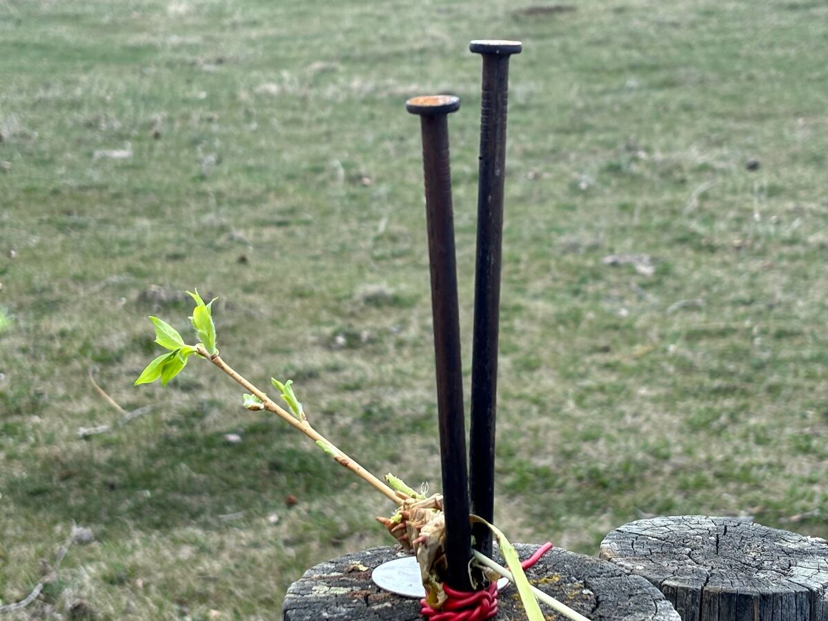 A rod being drawn between the two nails, its bark lifting away.