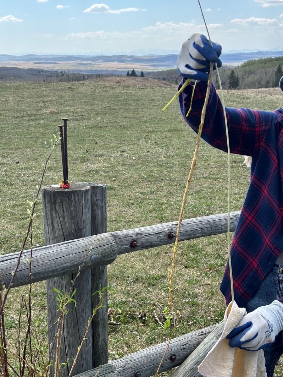 A weaver pulling a long willow rod through the tool, foothills on the horizon.