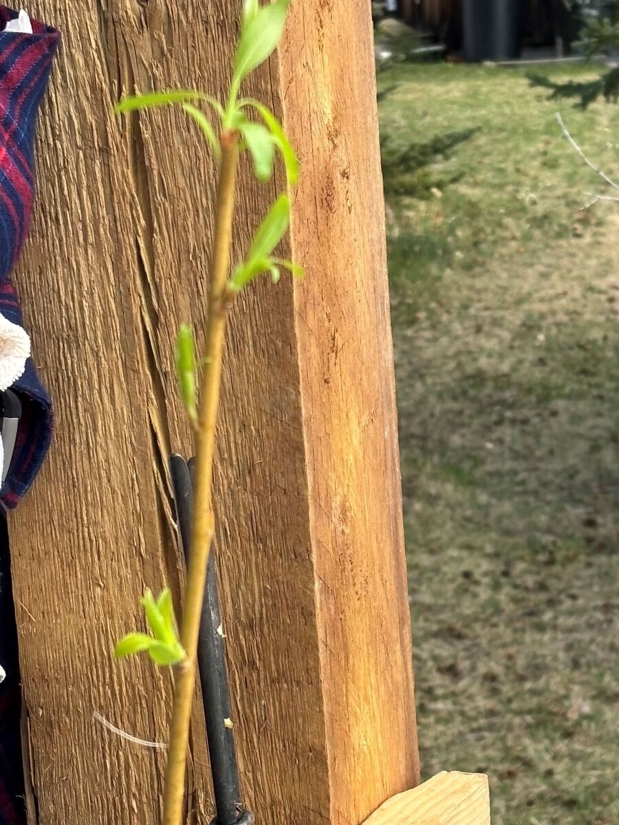 Willow rods in spring, their new leaves about an inch long, standing against a wooden post.