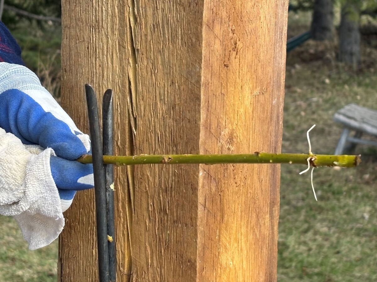 A gloved hand drawing a willow rod butt-first through a steel tool clamped to a post.