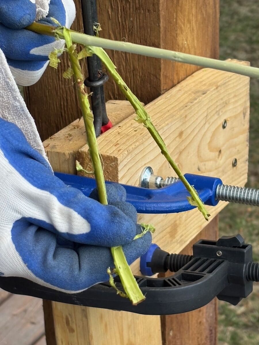 Gloved hands pulling a rod through the tool, the bark shredding along its length.