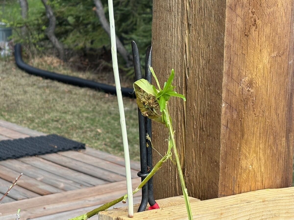 A stripped rod, pale and bare, next to the length of bark that came off it.