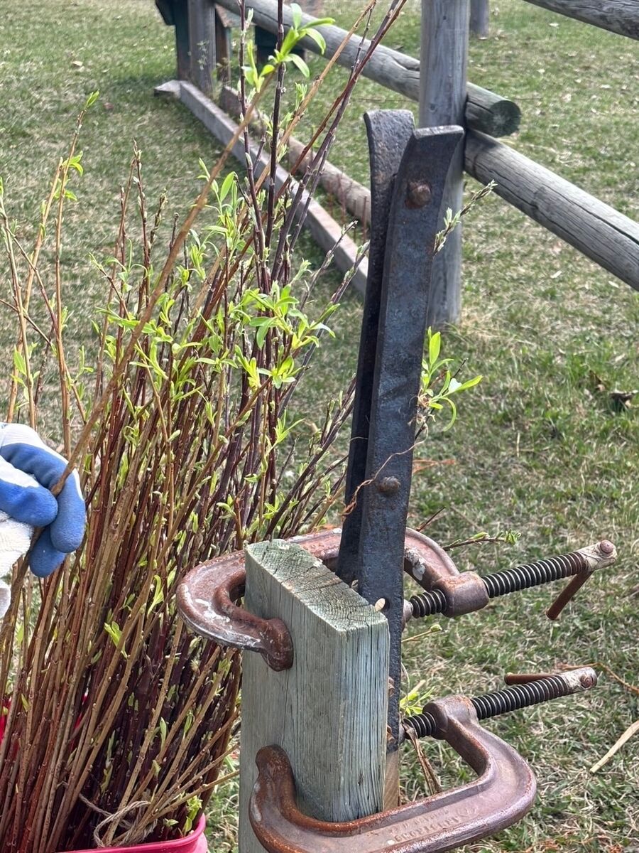 The steel tool clamped to a fence post, standing among a stand of leafing willow.